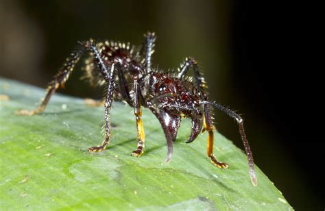 Learn about the bullet ant (Paraponera clavata), a tropical rainforest ant with the most painful sting of any insect, which is …